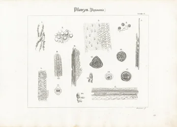 Pflanzenanatomie (Phytotomie)