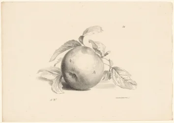 Apfel