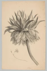 Blume auf Stiel (Blumen- und Fruchtstudien, 3. Folge)