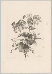 Verschiedene Blumen
