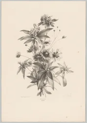Diverse Blumen