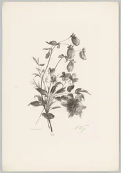 Verschiedene Blumen