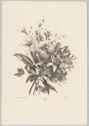 Lilien