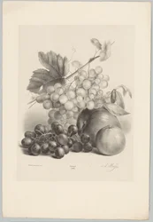 Rote und weiße Trauben und Äpfel