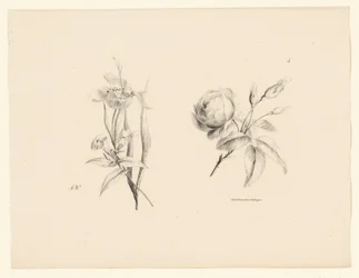 Rose und andere Blume