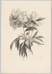 Zwei Blumen