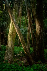 Nachmittag, Tijuca-Wald, Brasilien, 2022