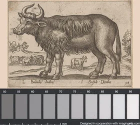 Büffel (L Bubalus Indicus, I Bufola Dindia, Tiere und Fabelwesen, Nova raccolta de li animali piu curiosi del mondo)