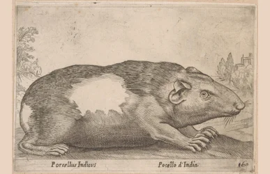 Meerschweinchen