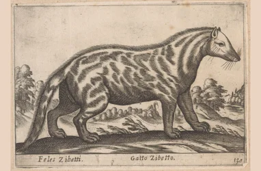 Zibetkatze