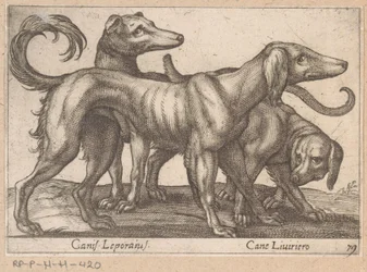 Drei Hunde