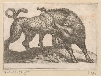 Ein Leopard kämpft mit einem Wildschwein
