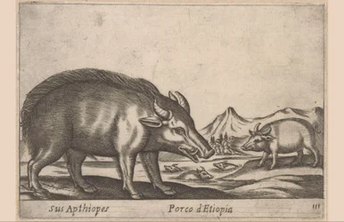 Äthiopisches Schwein