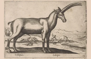 Ziegenartiges (Serie: Tiere und Fabelwesen, Nova raccolta de li animali piu curiosi del mondo)