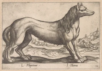 Hyäne