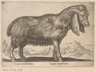 Mambrina-Ziege (Tiere und Fabelwesen, Nova raccolta de li animali piu curiosi del mondo)