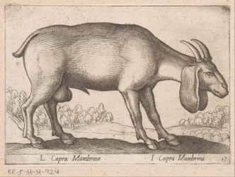 Mambrina Ziege