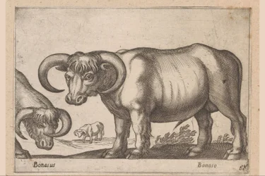 Runderen (Dieren en fabelwezens)