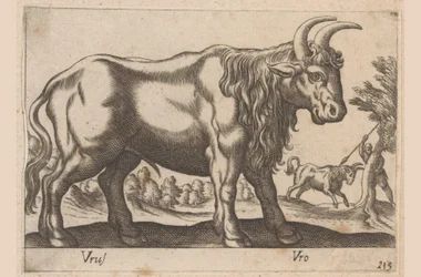 Stier
Tiere und Fabelwesen
Nova raccolta de li animali piu curiosi del mondo