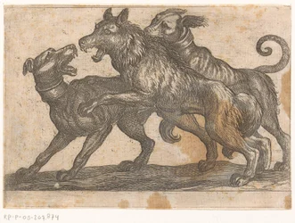 Zwei Hunde im Kampf mit einem Wolf