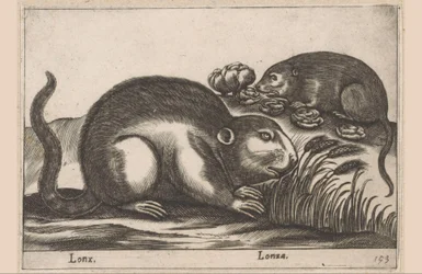 Zwei Bisamratten Lonx/ Lonza (Titel auf Objekt) Tiere und Fabelwesen (Serientitel) Nova raccolta de li animali piu curiosi del mondo (Serientitel)
