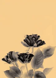 3 Rosen
