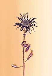 Alte Blume - Aprikose