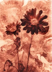 Mono-Blume