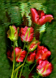 Tulpen Nr. 11