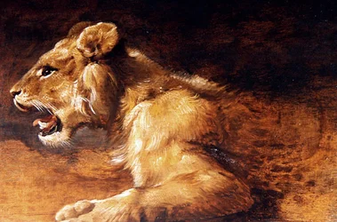 Studie eines jungen Löwen, ca. 1640