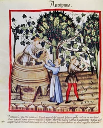 Die Weinlese aus Tacuinum Sanitatis