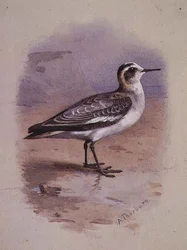 Ein Grauer Phalarope