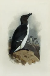 Ein Tordalk