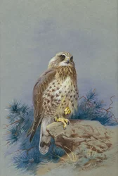 Ein Rauhfußbussard