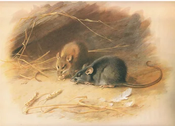 Alexandrinische Ratte und Schwarze Ratte, aus Thorburns Säugetiere, veröffentlicht von Longmans and Co, ca. 1920