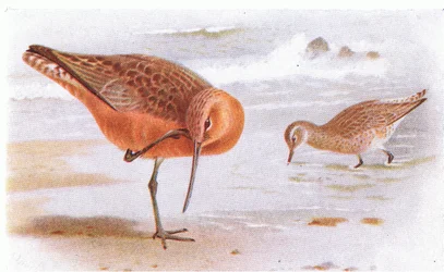 Pfuhlschnepfe, aus Vögel der Britischen Inseln und ihre Eier, veröffentlicht von Frederick Warne & Co Ltd, 1958