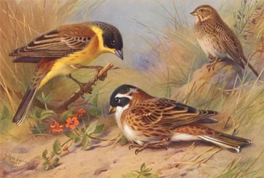 Schwarzkehlammer, Grauammer, Waldammer