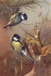 Tannenmeise, Kohlmeise