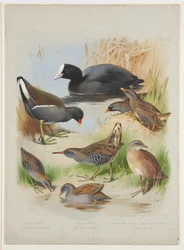 Blässhuhn, Teichhuhn, Sumpfhühner und Rallen, c.1915