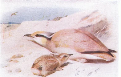 Isabellsteinschmätzer, aus Vögel der Britischen Inseln und ihre Eier veröffentlicht von Frederick Warne & Co Ltd, 1958