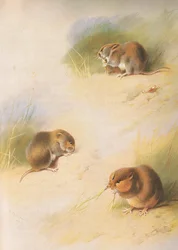 Feldmaus, Rötelmaus und Orkney-Wühlmaus, aus Thorburns Säugetiere, veröffentlicht von Longmans and Co, ca. 1920