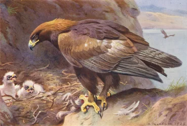 Steinadler