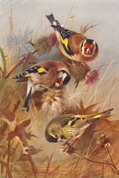 Stieglitz, Erlenzeisig