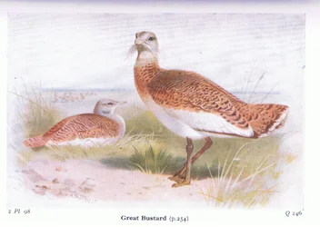 Großtrappe, aus Vögel der Britischen Inseln und ihre Eier veröffentlicht von Frederick Warne & Co Ltd, 1958