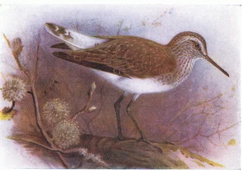 Grüner Waldwasserläufer, aus Vögel der Britischen Inseln und ihre Eier, veröffentlicht von Frederick Warne & Co Ltd, 1958