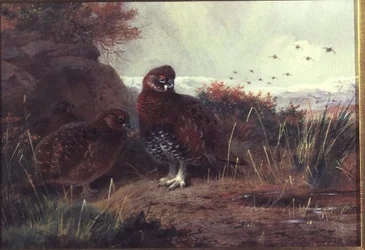 Moorhuhn in einer Winterlandschaft