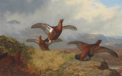 Moorhuhn im Flug