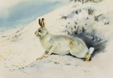 Hase