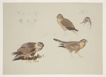 Weihe und Kampfläufer, ca. 1915
