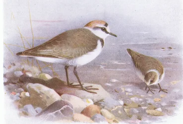 Seeregenpfeifer, aus Vögel der Britischen Inseln und ihre Eier veröffentlicht von Frederick Warne & Co Ltd, 1958